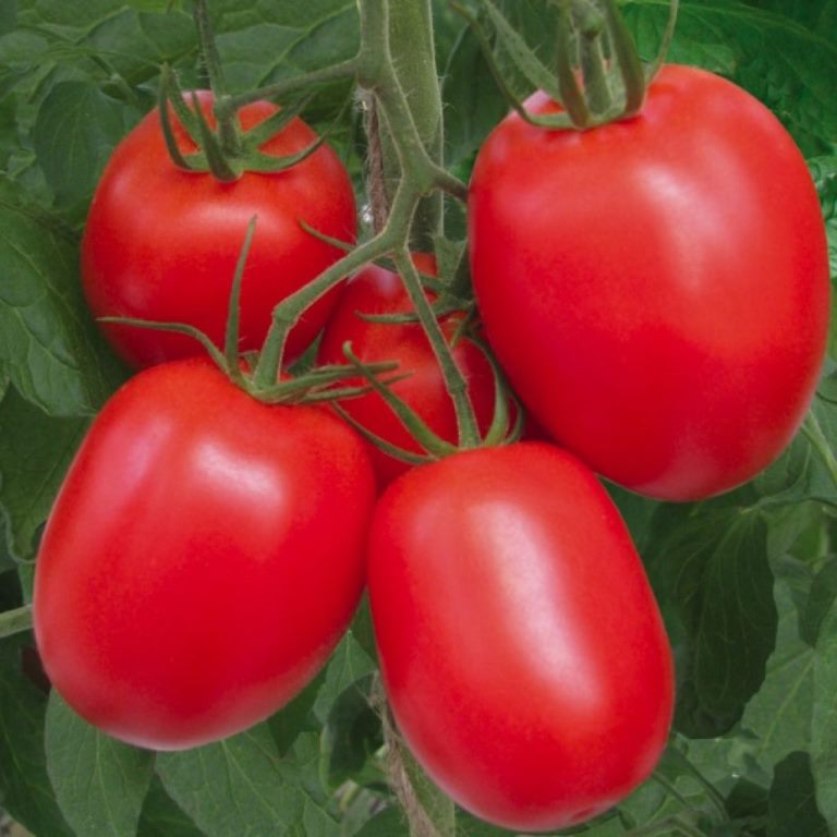 Лучшие томаты семена синнингия семена