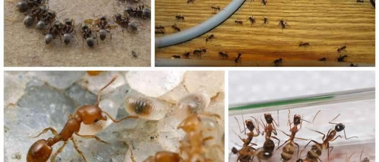 Выбираем самое лучшее средство от муравьев дома и в саду