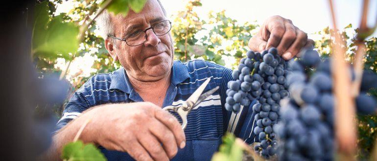 Рейтинг самых хороших сортов винограда