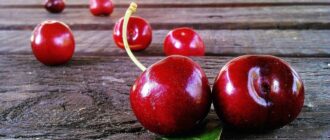 Обзор самых популярных сортов вишни