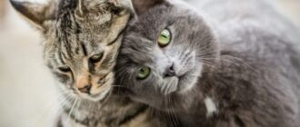 Рейтинг средств от гуляния кошек: кошке нужен кот – как с этим бороться?