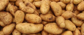 Рейтинг топ 10: сибирские сорта картофеля как эталон выносливости и морозостойкости
