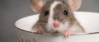 Лучший корм для крыс – залог долголетия и здоровья вашего питомца